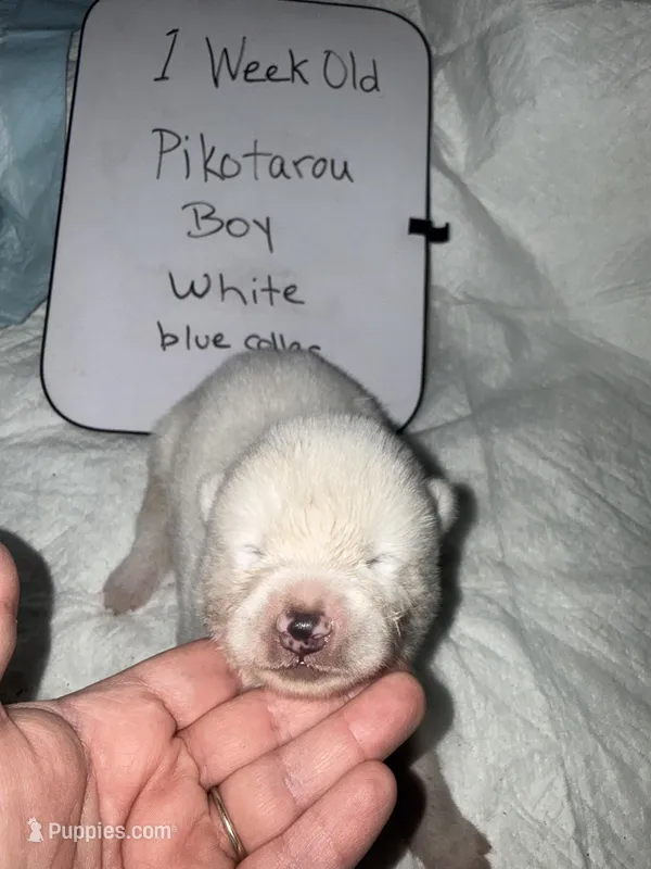 Pikotarou – Japanese Akita puppy for sale in Hubert, NC