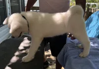 Pikotarou, a male Japanese Akita for sale in Hubert, NC – 4 of 10