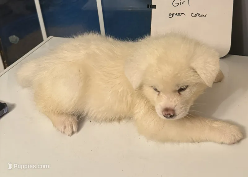 Qusa  – Japanese Akita puppy for sale in Hubert, NC