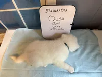 Qusa , a female Japanese Akita for sale in Hubert, NC – 3 of 7
