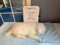 Qusa , a female Japanese Akita for sale in Hubert, NC – 5 of 7