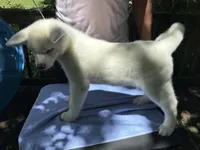 Pika, a female Japanese Akita for sale in Hubert, NC – 10 of 10