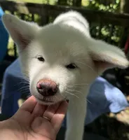 Pikotarou, a male Japanese Akita for sale in Hubert, NC – 8 of 10