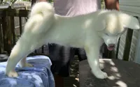 Pikotarou, a male Japanese Akita for sale in Hubert, NC – 10 of 10