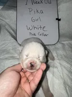 Pika, a female Japanese Akita for sale in Hubert, NC – Photo 6 of 6