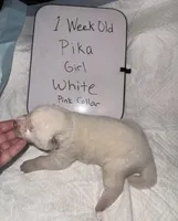 Pika, a female Japanese Akita for sale in Hubert, NC – Photo 5 of 6