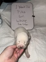 Pika, a female Japanese Akita for sale in Hubert, NC – Photo 3 of 6