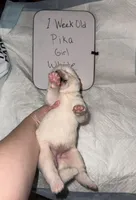 Pika, a female Japanese Akita for sale in Hubert, NC – Photo 4 of 6