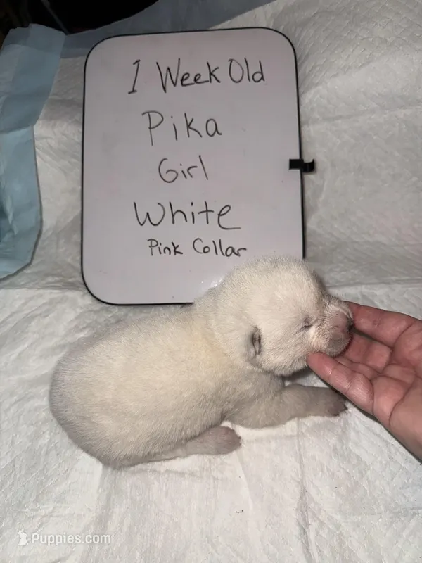 Pika – Japanese Akita puppy for sale in Hubert, NC