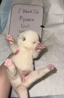 Pyuara, a female Japanese Akita for sale in Hubert, NC – Photo 3 of 6