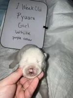 Pyuara, a female Japanese Akita for sale in Hubert, NC – Photo 6 of 6