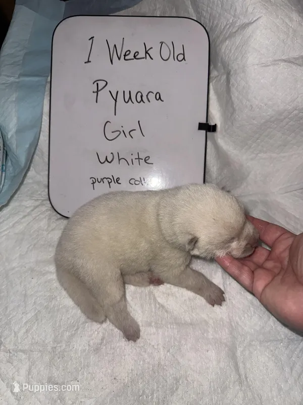 Pyuara – Japanese Akita puppy for sale in Hubert, NC