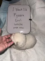 Pyuara, a female Japanese Akita for sale in Hubert, NC – Photo 5 of 6