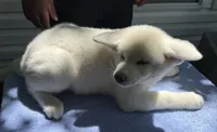Pika, a female Japanese Akita for sale in Hubert, NC – 6 of 10