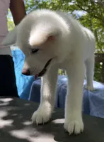 Pikotarou, a male Japanese Akita for sale in Hubert, NC – 7 of 10