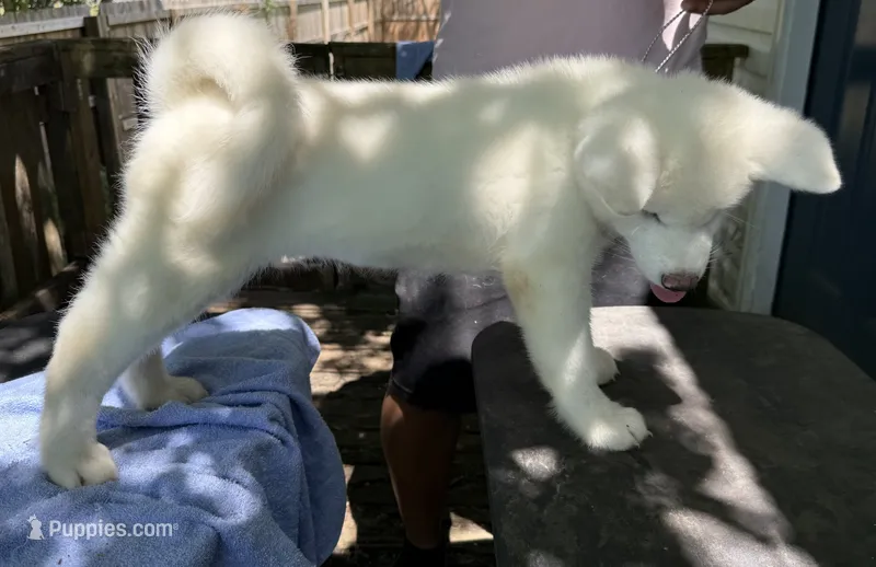 Pikotarou – Japanese Akita puppy for sale in Hubert, NC