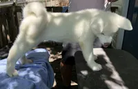 Pikotarou, a male Japanese Akita for sale in Hubert, NC – 1 of 10