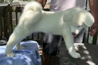 Pikotarou, a male Japanese Akita for sale in Hubert, NC – 9 of 10