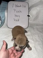 Pooh, a male Japanese Akita for sale in Hubert, NC – Photo 4 of 6