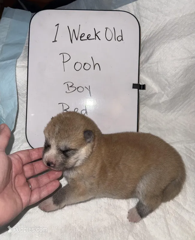 Pooh – Japanese Akita puppy for sale in Hubert, NC