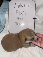 Pooh, a male Japanese Akita for sale in Hubert, NC – Photo 3 of 6