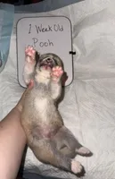 Pooh, a male Japanese Akita for sale in Hubert, NC – Photo 5 of 6