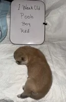 Pooh, a male Japanese Akita for sale in Hubert, NC – Photo 2 of 6