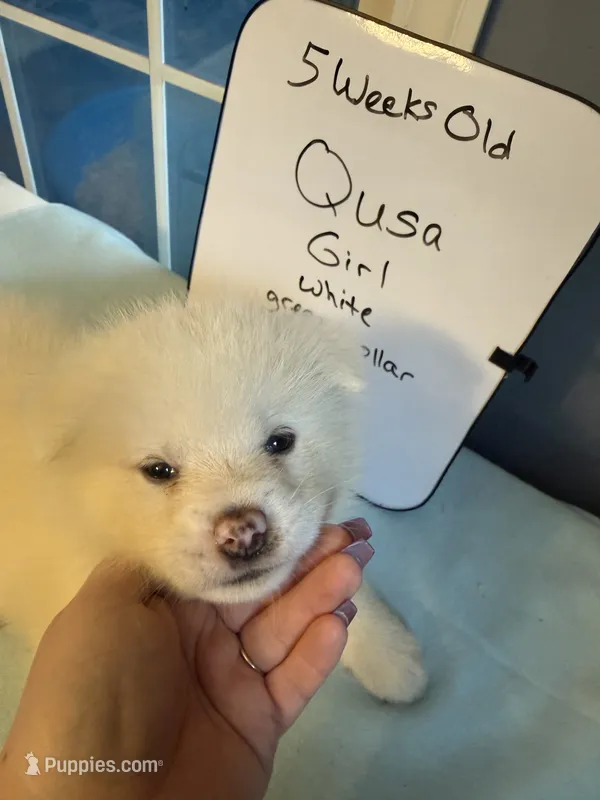 Qusa  – Japanese Akita puppy for sale in Hubert, NC