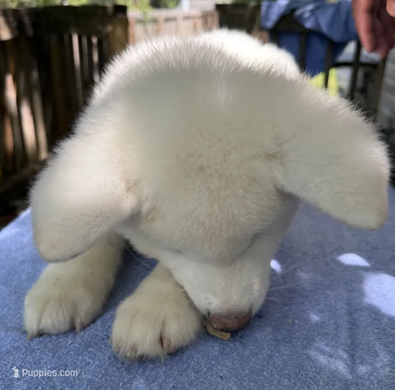 Pikotarou – Japanese Akita puppy for sale in Hubert, NC