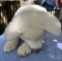 Pikotarou, a male Japanese Akita for sale in Hubert, NC – 2 of 10