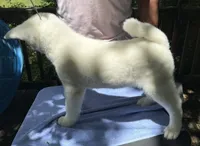 Pika, a female Japanese Akita for sale in Hubert, NC – 9 of 10