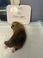 Okitatsu, a male Japanese Akita for sale in Hubert, NC – Photo 4 of 5