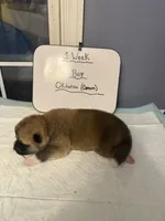 Okitatsu, a male Japanese Akita for sale in Hubert, NC – Photo 2 of 5