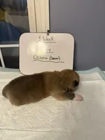 Okitatsu, a male Japanese Akita for sale in Hubert, NC – Photo 5 of 5