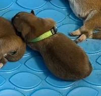 Okitatsu, a male Japanese Akita for sale in Hubert, NC – Photo 3 of 5