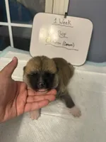 Okitatsu, a male Japanese Akita for sale in Hubert, NC – Photo 1 of 5