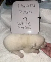 Pikku, a male Japanese Akita for sale in Hubert, NC – Photo 3 of 6