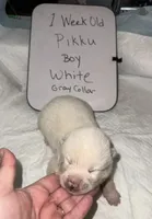 Pikku, a male Japanese Akita for sale in Hubert, NC – Photo 4 of 6