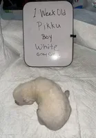 Pikku, a male Japanese Akita for sale in Hubert, NC – Photo 2 of 6