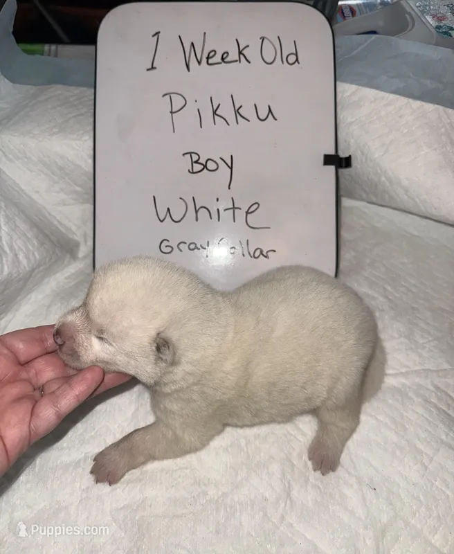 Pikku – Japanese Akita puppy for sale in Hubert, NC