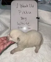 Pikku, a male Japanese Akita for sale in Hubert, NC – Photo 1 of 6