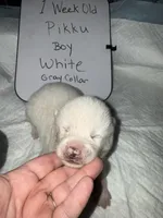 Pikku, a male Japanese Akita for sale in Hubert, NC – Photo 6 of 6