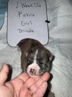 Pakira, a female Japanese Akita for sale in Hubert, NC – Photo 6 of 6