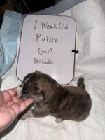 Pakira, a female Japanese Akita for sale in Hubert, NC – Photo 5 of 6