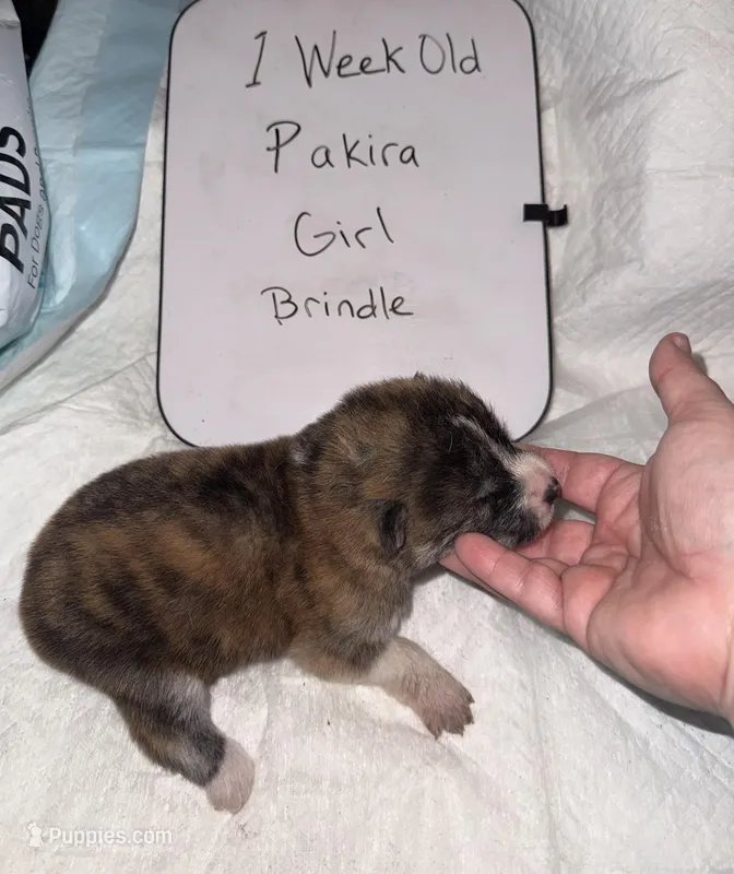 Pakira – Japanese Akita puppy for sale in Hubert, NC