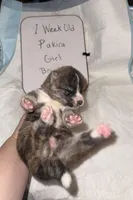 Pakira, a female Japanese Akita for sale in Hubert, NC – Photo 3 of 6