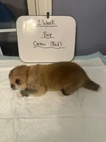 Oushin, a male Japanese Akita for sale in Hubert, NC – Photo 4 of 5