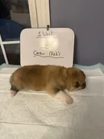 Oushin, a male Japanese Akita for sale in Hubert, NC – Photo 5 of 5