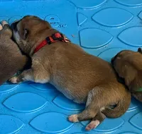 Oushin, a male Japanese Akita for sale in Hubert, NC – Photo 2 of 5