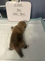 Oushin, a male Japanese Akita for sale in Hubert, NC – Photo 3 of 5